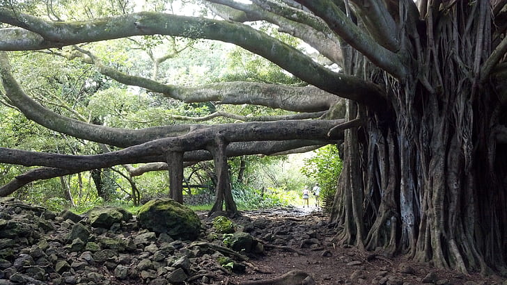 Source https://www.pickpik.com/banyan-tree-tree-maui-hawaii-banyon-beach-70064